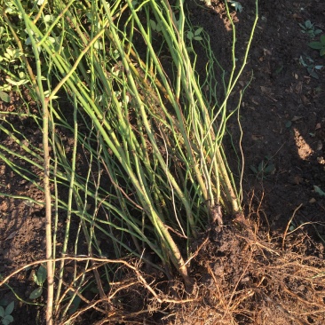 优质蔷薇蔷薇苗爬藤蔷薇爬藤月季保证成活