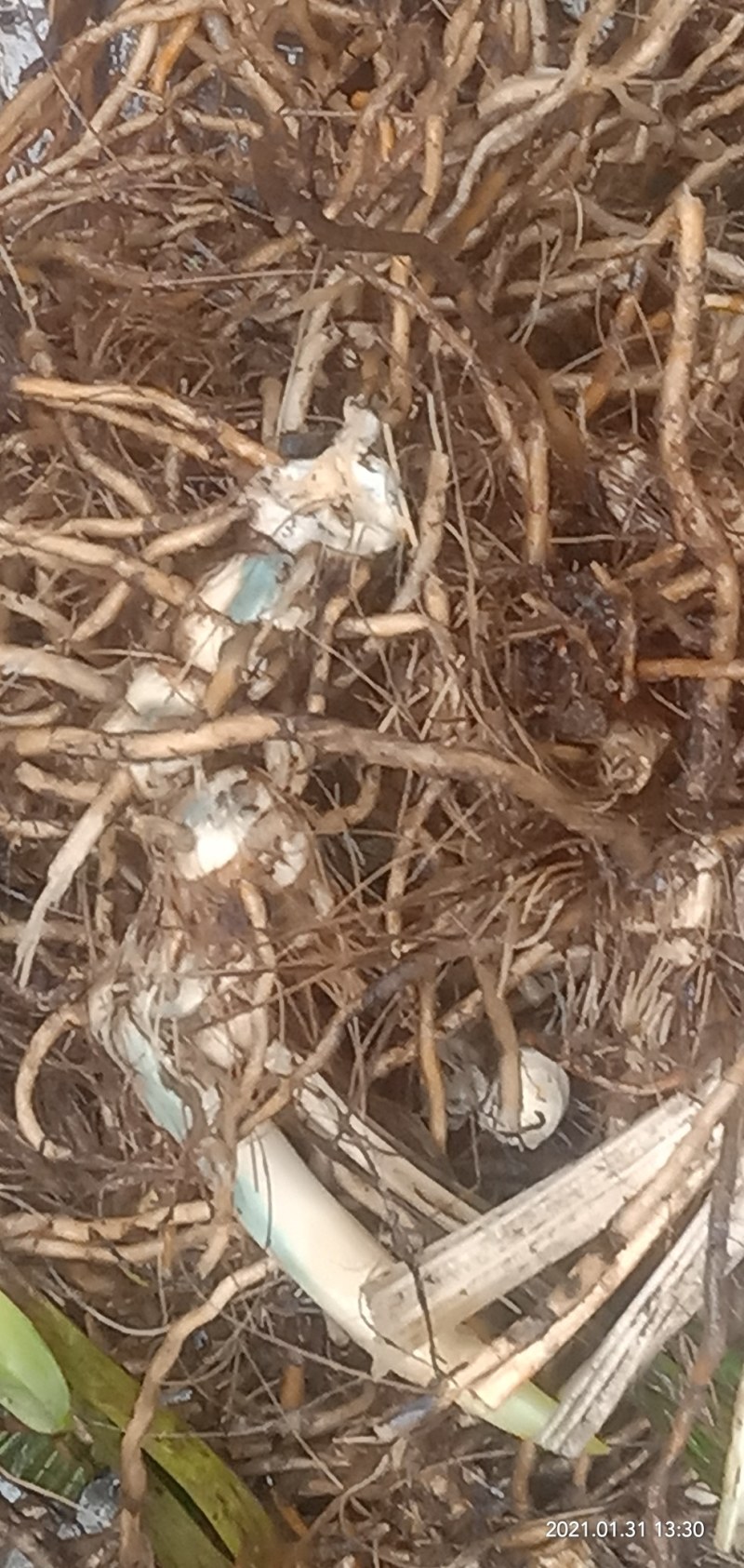 中药材野生九子连环草，夜白芨，朱串朱，全草，