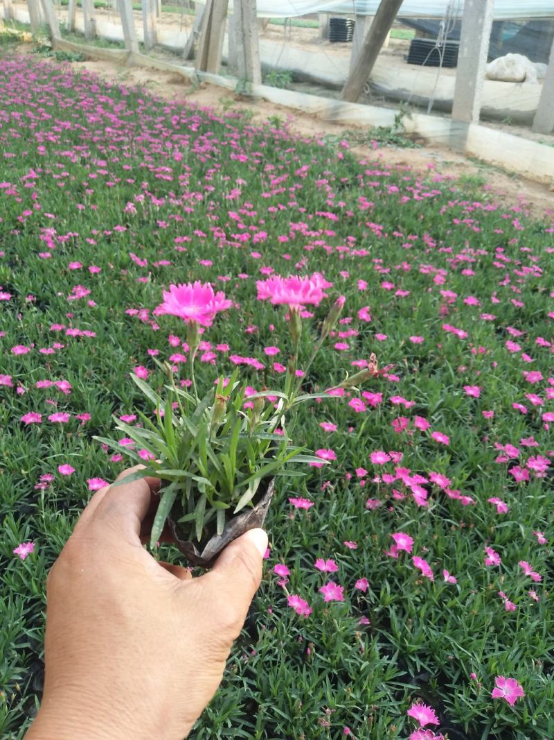 欧石竹花海苗新价格，欧石竹繁育基地，欧石竹现货供应