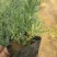 2021薰衣草花海苗价格，薰衣草现苗供应，薰衣草自产自销