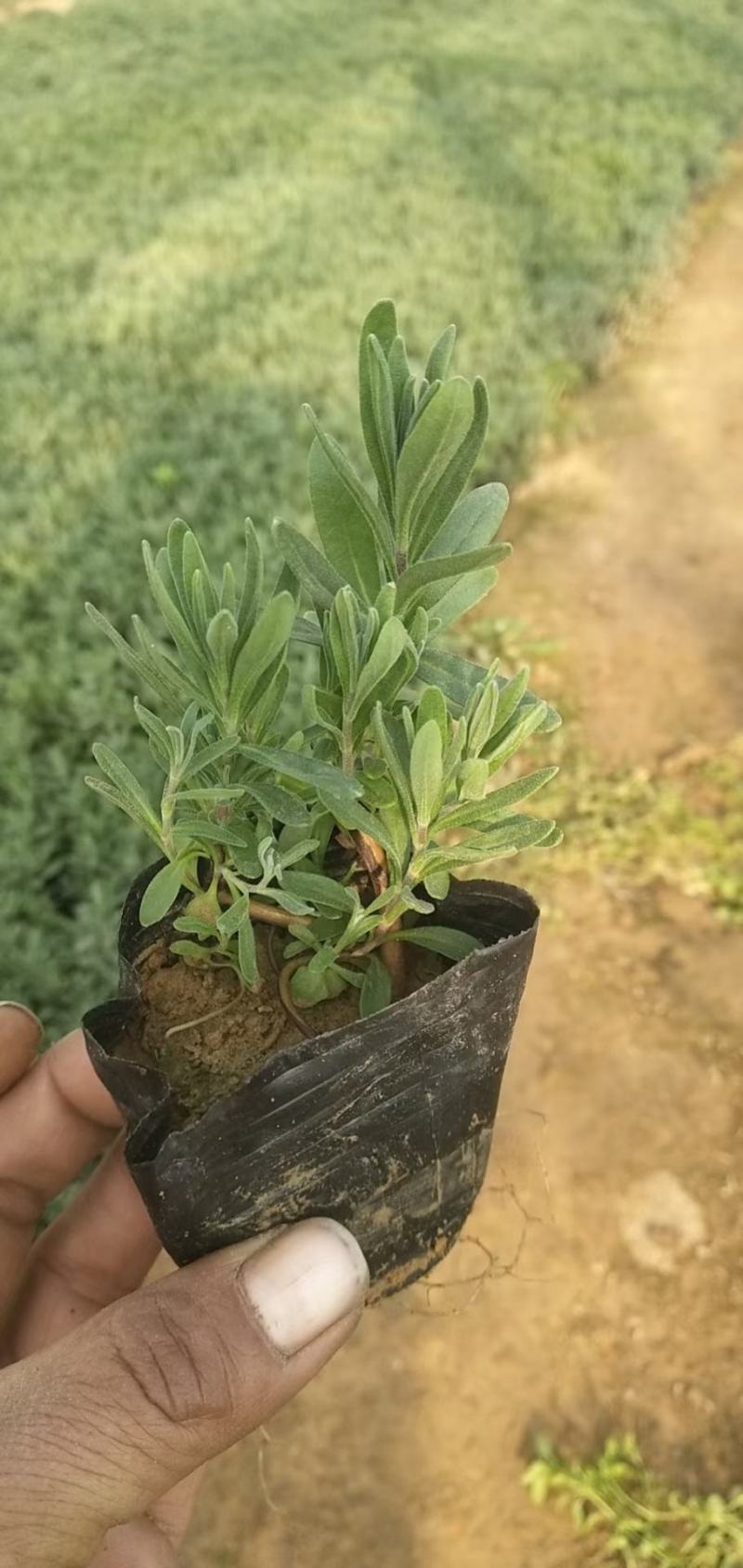 2021薰衣草花海苗价格，薰衣草现苗供应，薰衣草自产自销