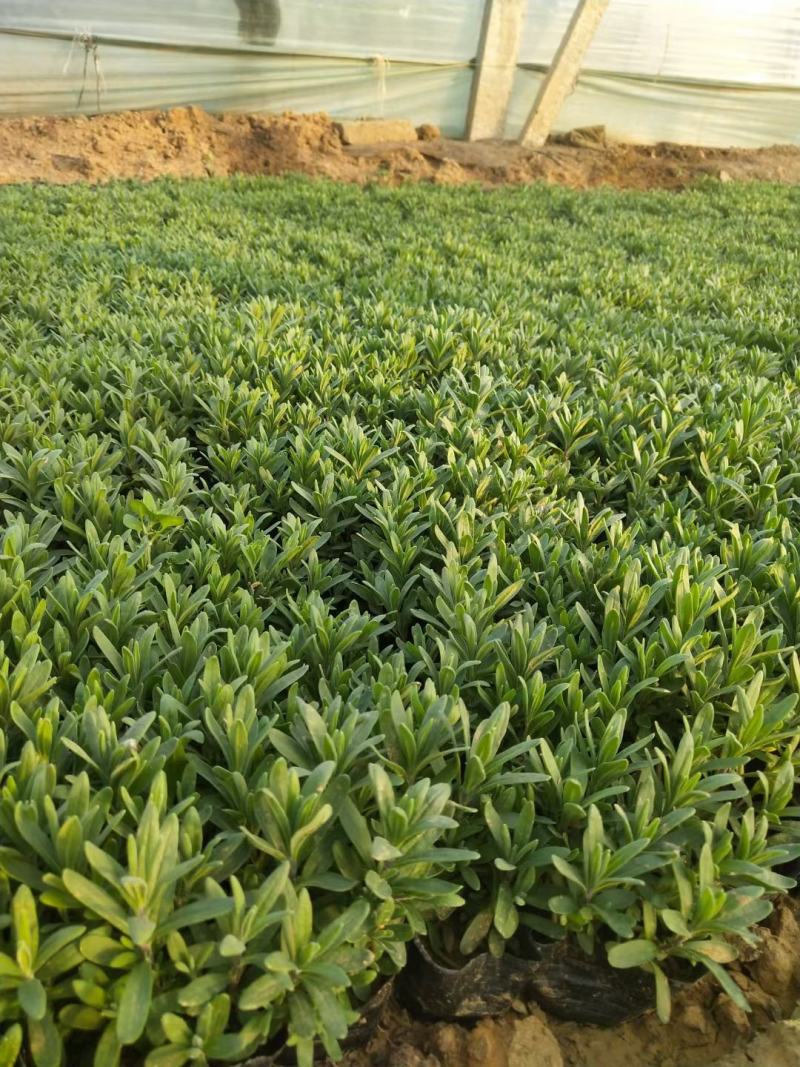 2021薰衣草花海苗价格，薰衣草现苗供应，薰衣草自产自销