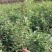 优质蔷薇蔷薇苗爬藤蔷薇爬藤月季保证成活