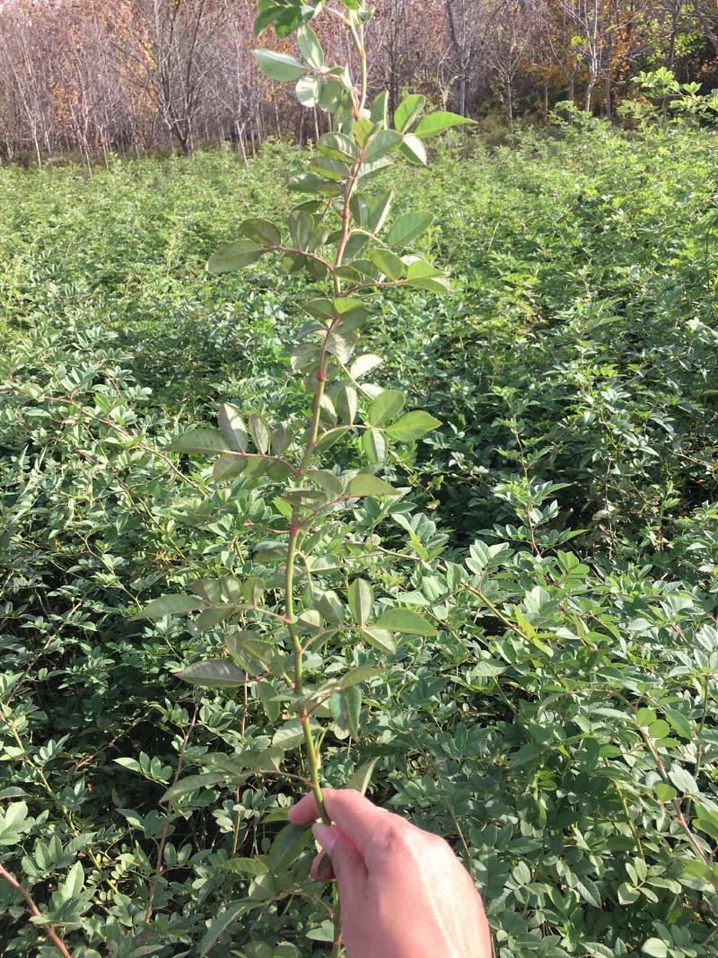 优质蔷薇蔷薇苗爬藤蔷薇爬藤月季保证成活
