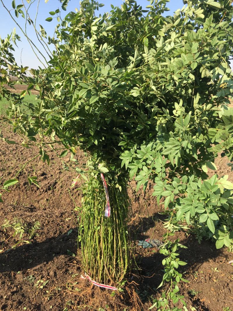 优质蔷薇蔷薇苗爬藤蔷薇爬藤月季保证成活