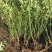 优质蔷薇蔷薇苗爬藤蔷薇爬藤月季保证成活