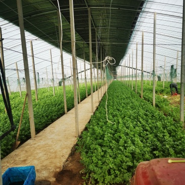 芹菜芹菜芹菜芹菜芹菜大丰收