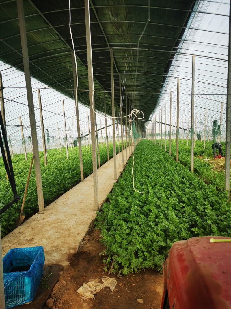 芹菜芹菜芹菜芹菜芹菜大丰收