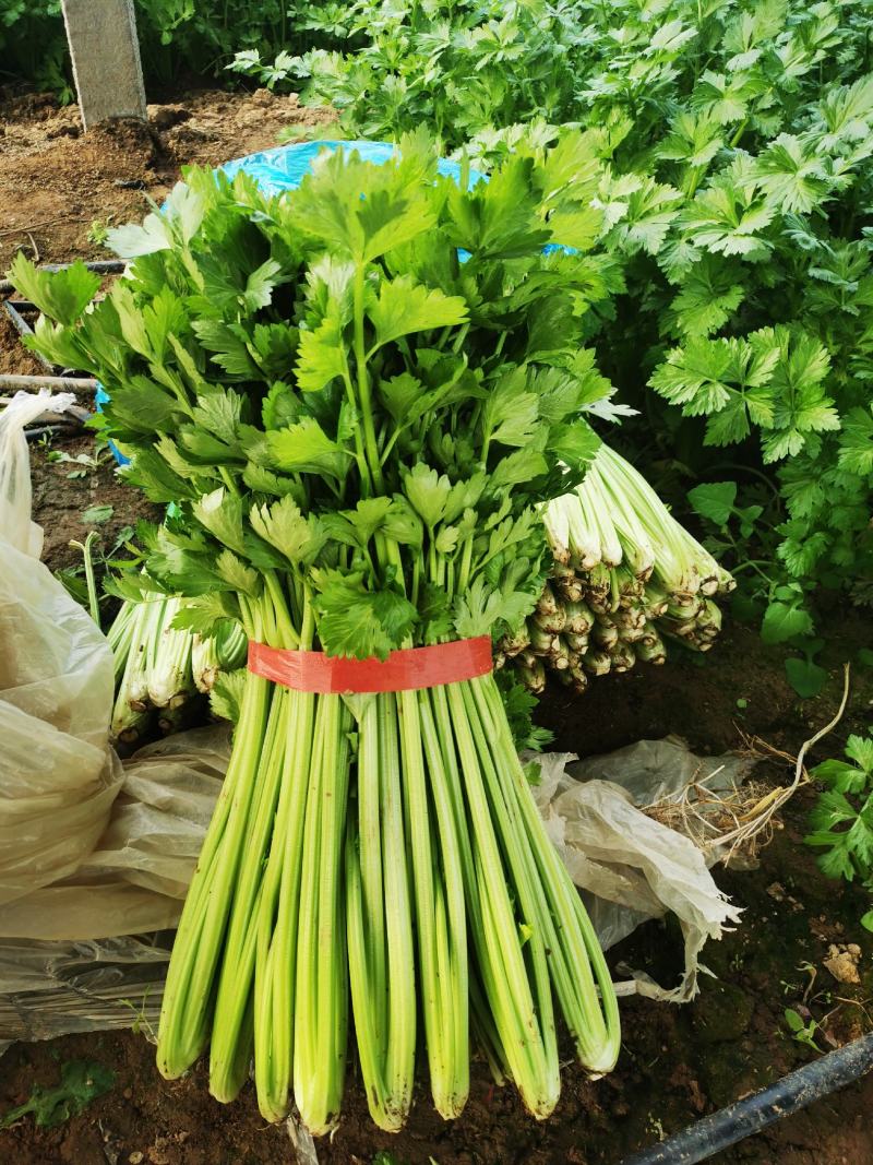 芹菜芹菜芹菜芹菜芹菜大丰收