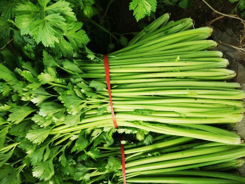 芹菜芹菜芹菜芹菜芹菜大丰收