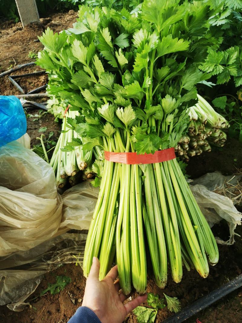 芹菜芹菜芹菜芹菜芹菜大丰收