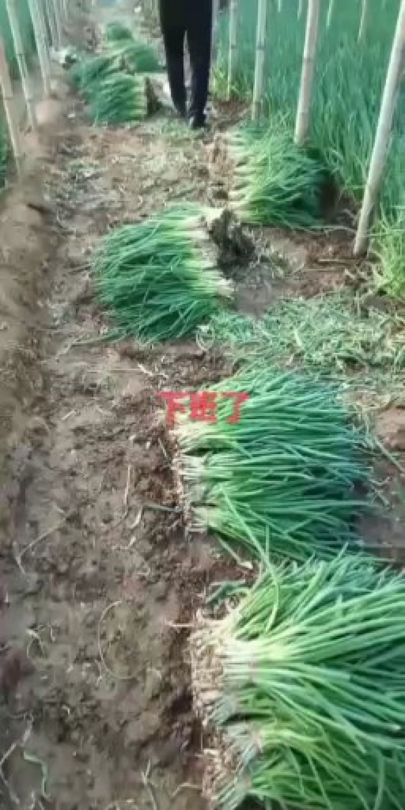 小葱，李谢小葱，开始了，两千多亩，一手货源，基地直发，