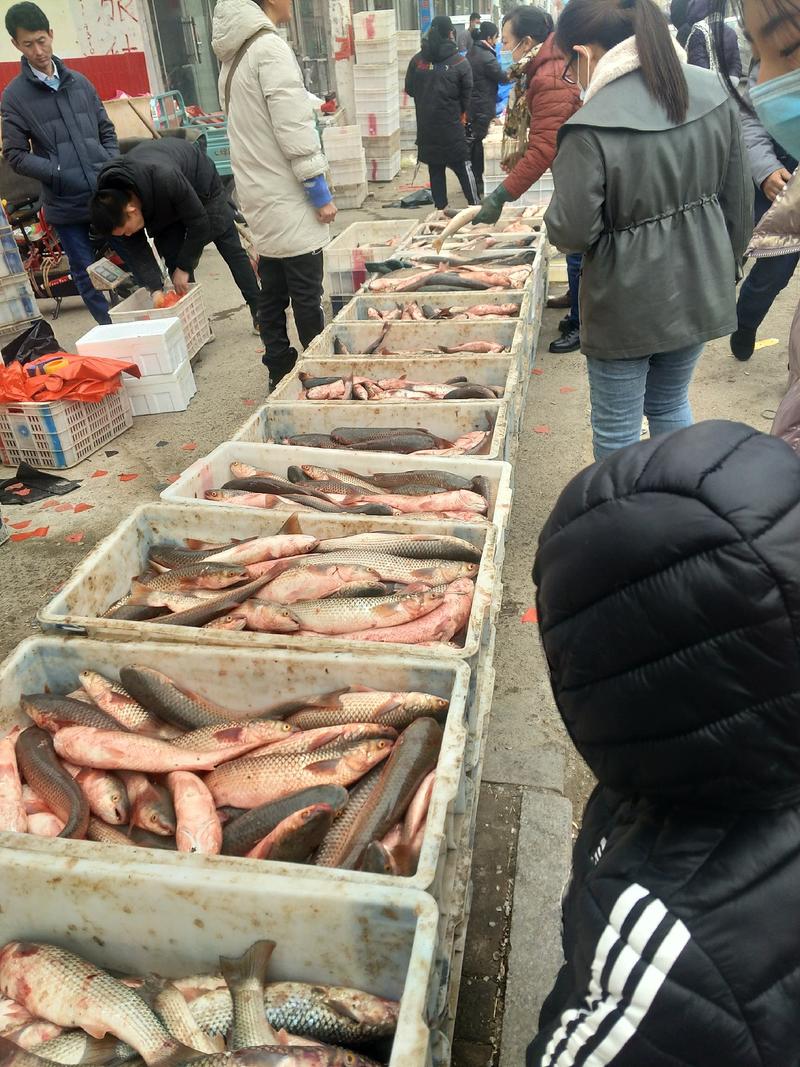 鲜梭鱼渤海湾海梭鱼1斤-5斤的都有货欢迎采购咨