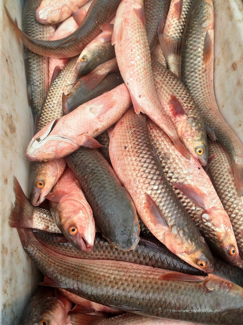 鲜梭鱼渤海湾海梭鱼1斤-5斤的都有货欢迎采购咨