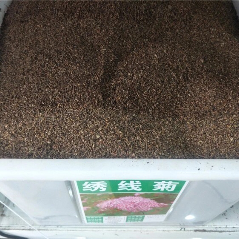 多花种花卉绣线菊种子适合家居室内阳台四季盆栽种植花草