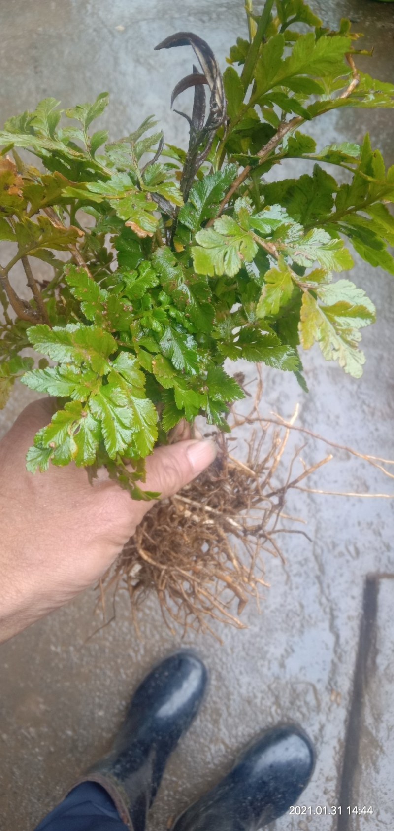 中药材，责州野生一垛云，独脚鸡，冬生草，全草，生品，