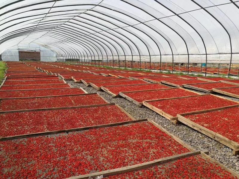 618福利款(产地直供)柴达木枸杞籽少肉厚颗粒饱满