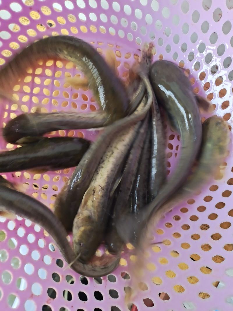 大口鲶鱼苗