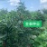 艳红辣椒种子，砚红小米辣朝天椒种子，颜色好，早熟