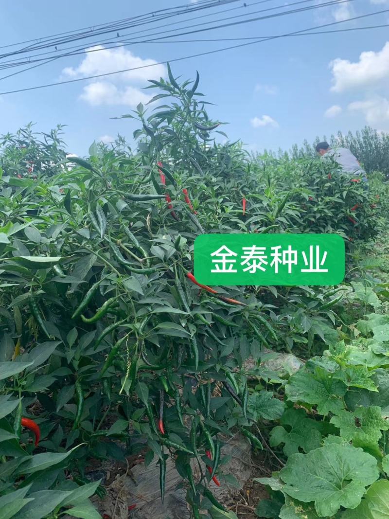 艳红辣椒种子，砚红小米辣朝天椒种子，颜色好，早熟