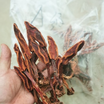 回春草各种规格，质量保证。