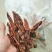 回春草各种规格，质量保证。