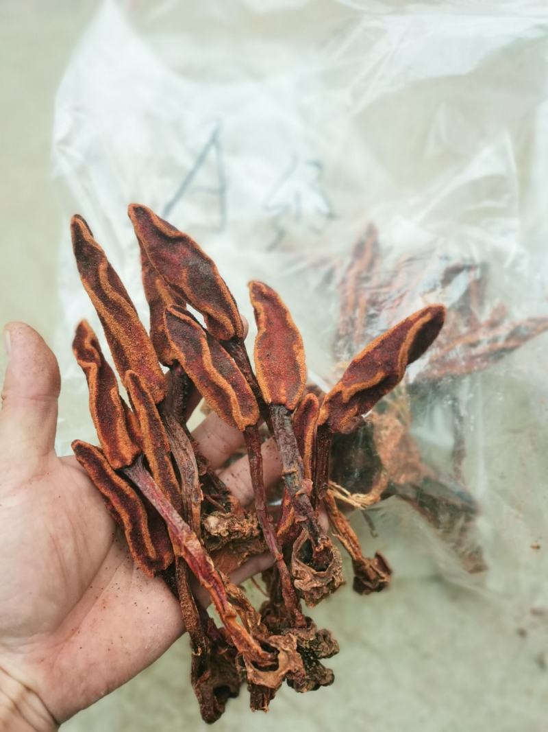 回春草各种规格，质量保证。