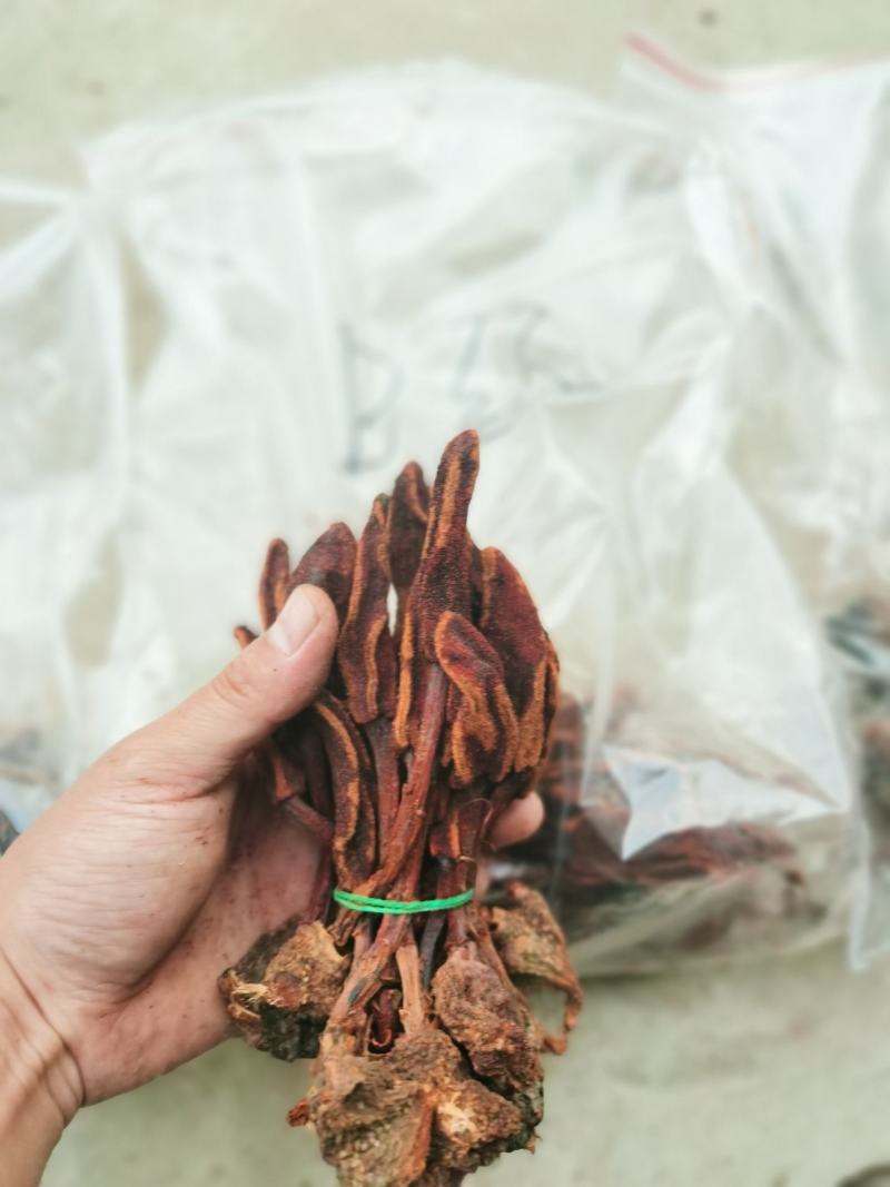 回春草各种规格，质量保证。
