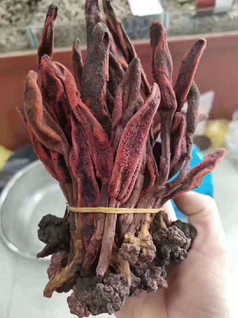 回春草各种规格，质量保证。