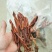 回春草各种规格，质量保证。