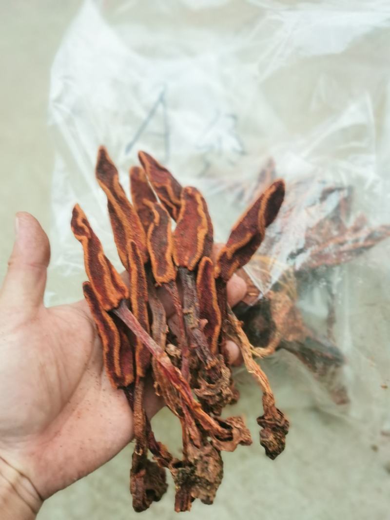 回春草各种规格，质量保证。