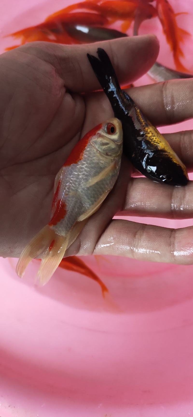 锦鲤鱼苗，长期出售大小规格苗，渔场直销，一手货源