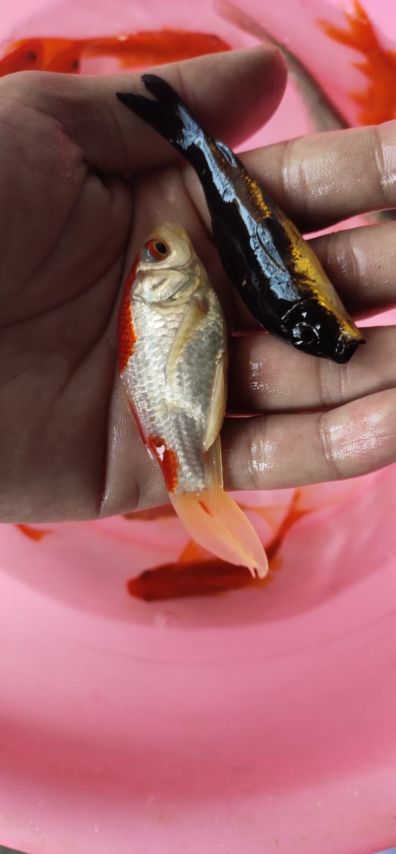 锦鲤鱼苗，长期出售大小规格苗，渔场直销，一手货源