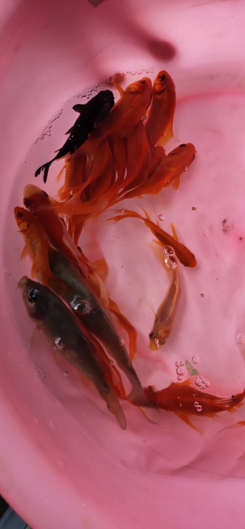 锦鲤鱼苗，长期出售大小规格苗，渔场直销，一手货源
