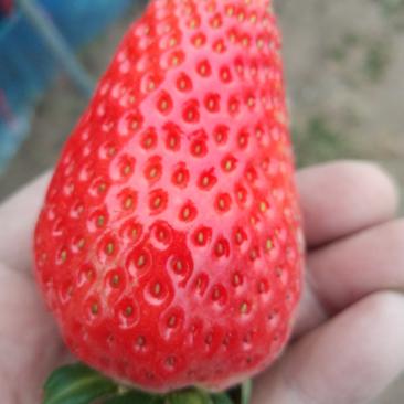 妙香草莓邳州市草莓基地妙香三号草莓口感香甜