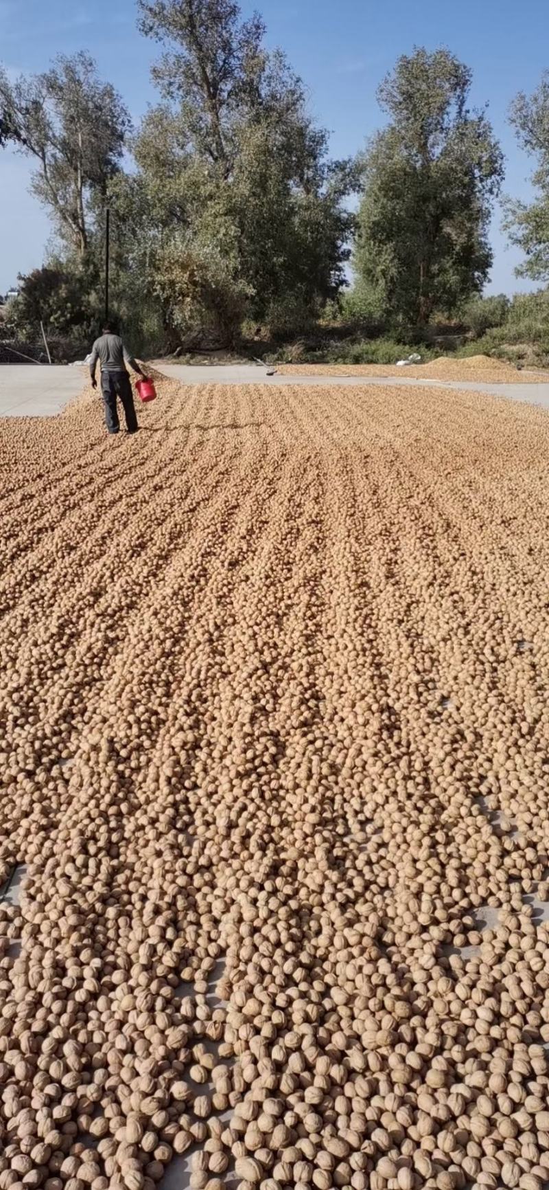 电商对接平台185纸皮核桃新二核桃新疆产地直发一手货源