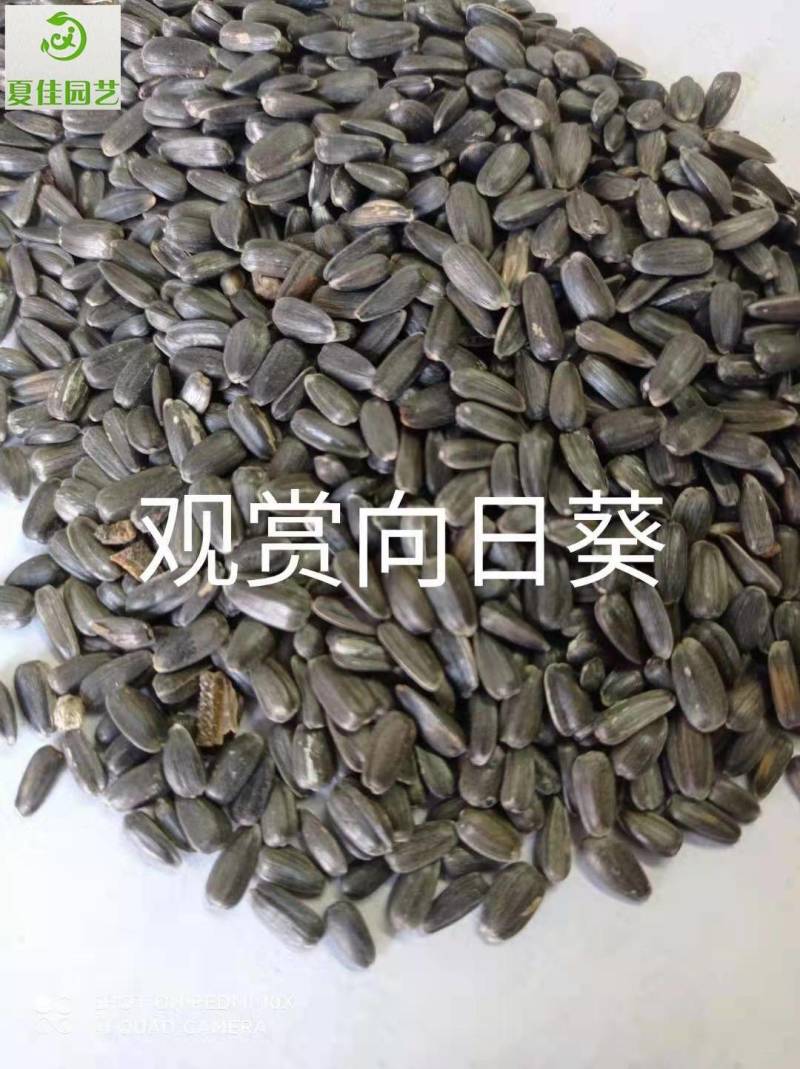 日光菊种子，芽率有保证，净度好，基地直发，量大从优