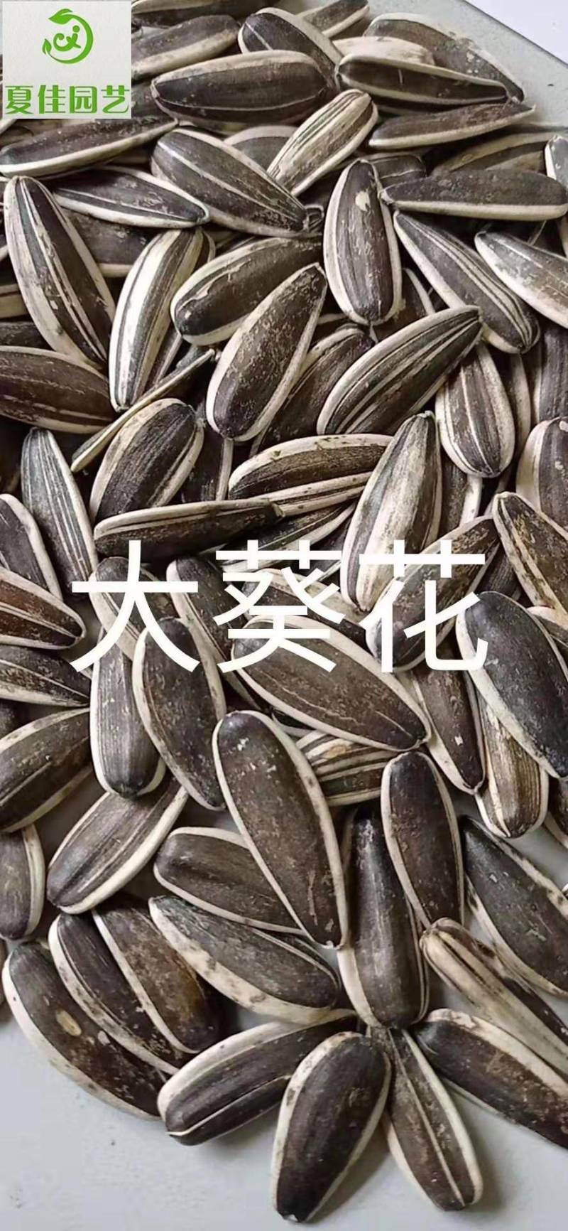日光菊种子，芽率有保证，净度好，基地直发，量大从优