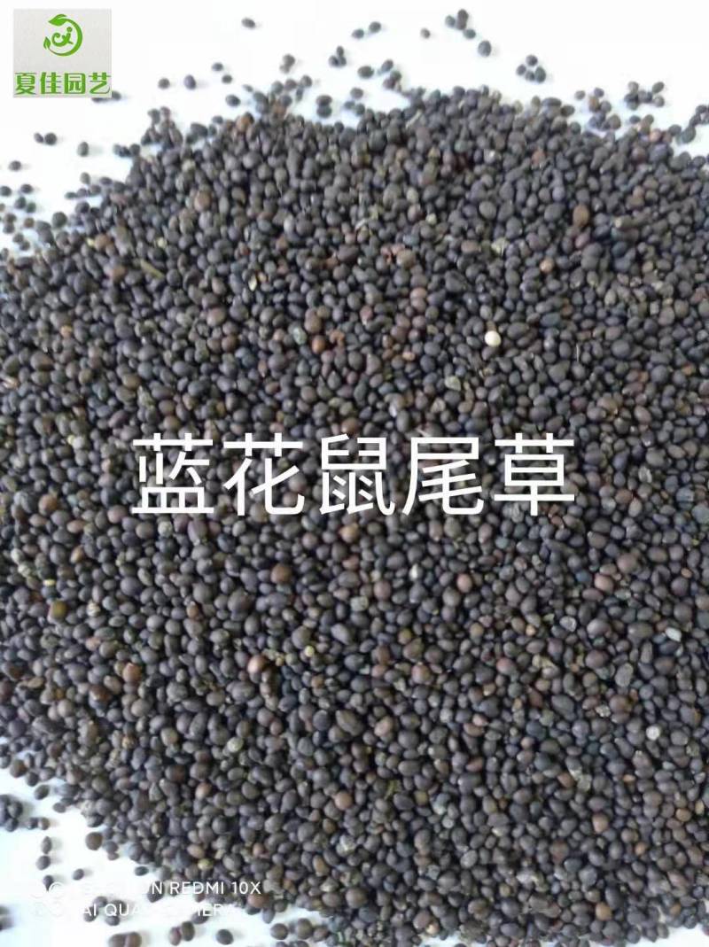 日光菊种子，芽率有保证，净度好，基地直发，量大从优