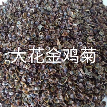 日光菊种子，芽率有保证，净度好，基地直发，量大从优