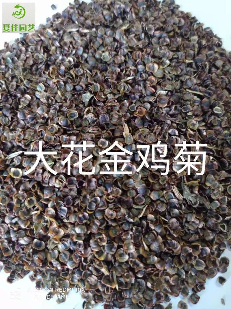 日光菊种子，芽率有保证，净度好，基地直发，量大从优