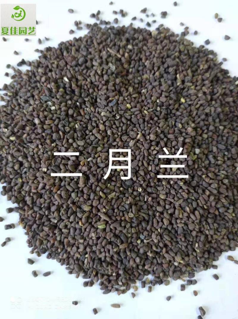日光菊种子，芽率有保证，净度好，基地直发，量大从优