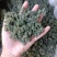 长白山六年人参花西洋参花新鲜采摘自然晾晒产地包邮