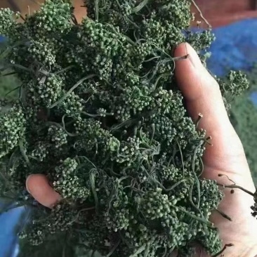 长白山六年人参花西洋参花新鲜采摘自然晾晒产地包邮