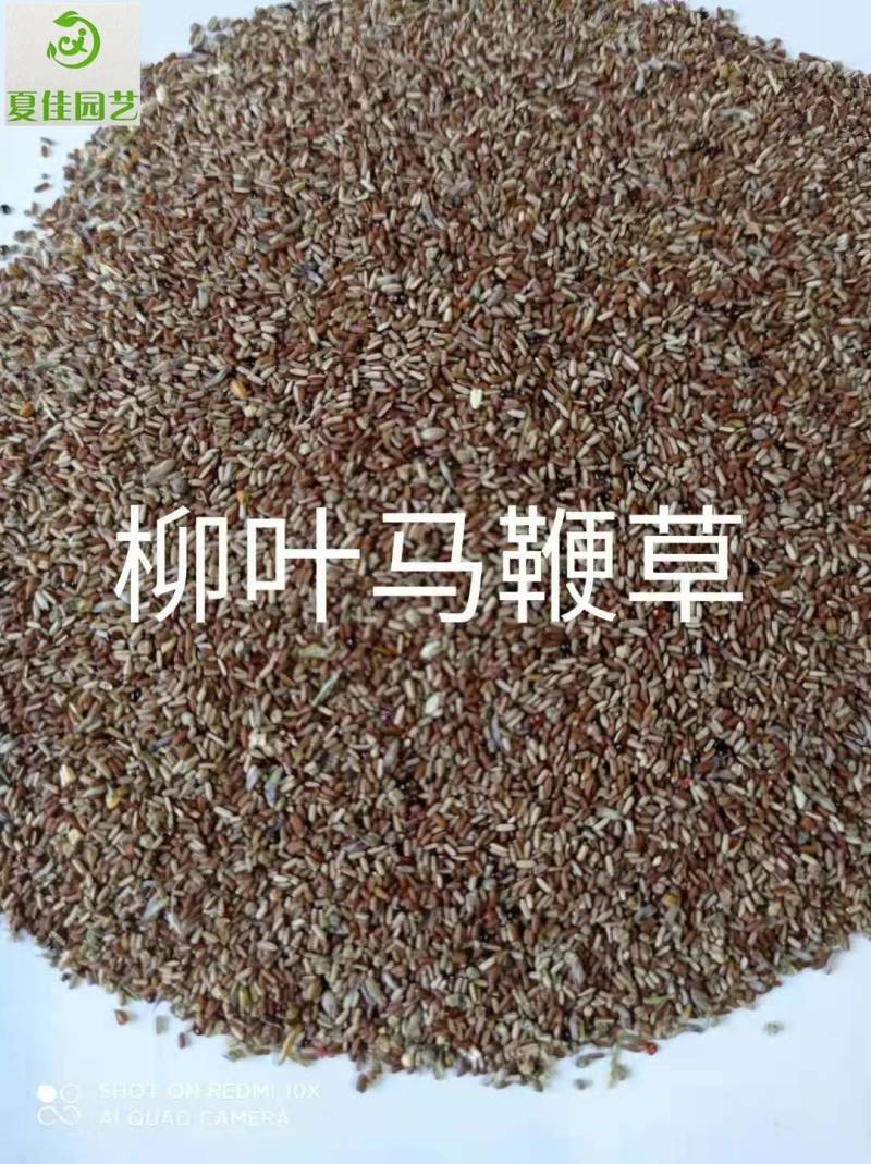 柳叶马鞭草种子，基地直发，芽率有保证，净度高，景观效果好