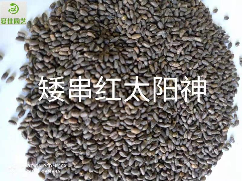 柳叶马鞭草种子，基地直发，芽率有保证，净度高，景观效果好