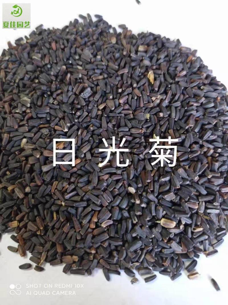 柳叶马鞭草种子，基地直发，芽率有保证，净度高，景观效果好