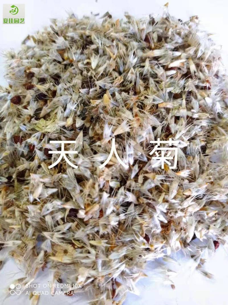 柳叶马鞭草种子，基地直发，芽率有保证，净度高，景观效果好