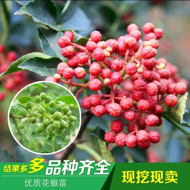 大红袍花椒苗批发基地直销花椒苗嫁接无刺花椒苗良心苗