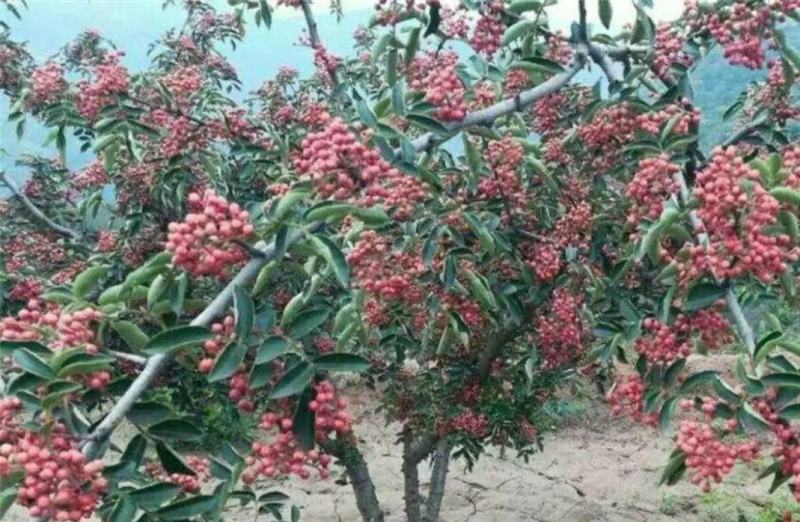 大红袍花椒苗批发基地直销花椒苗嫁接无刺花椒苗良心苗